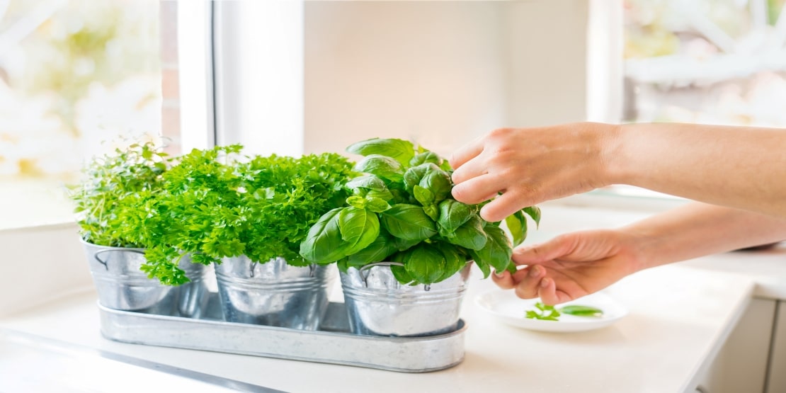 Herbs to Grow in Kitchen