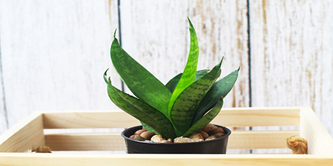 Snake air purifying plants 