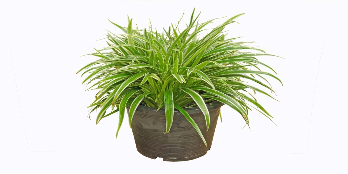 Spider Plant air purifying plants