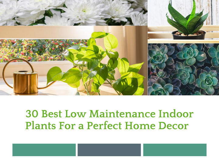 30 Best Low Maintenance Indoor Plants For a Perfect Home Decor