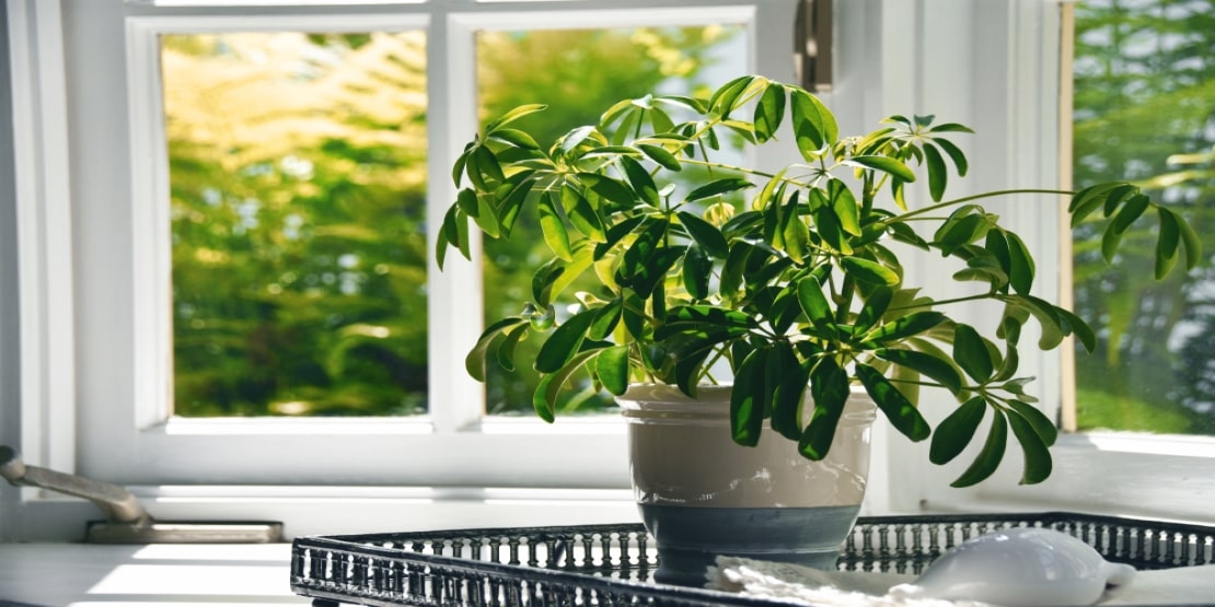 Schefflera indoor plants