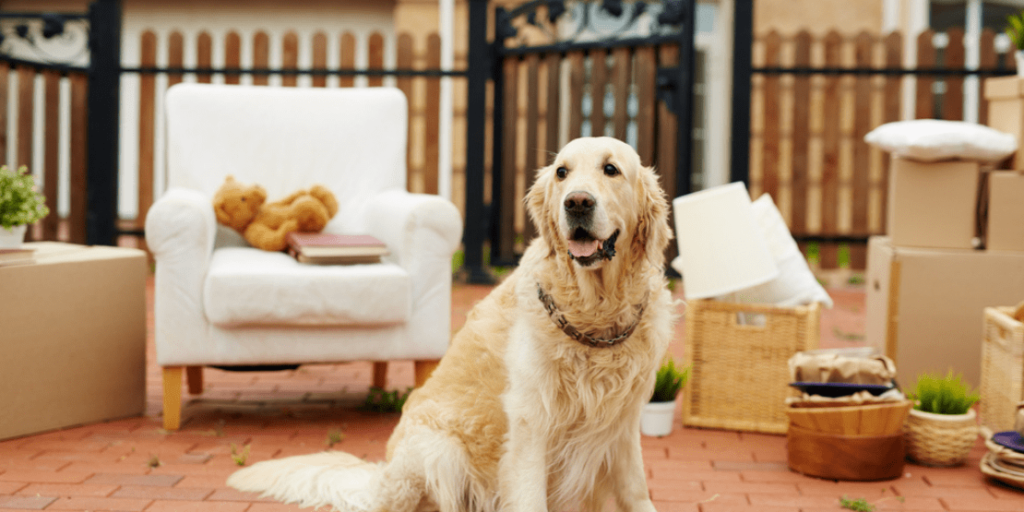 Renting With Pets in Canada Hidden Costs and Provincial Laws