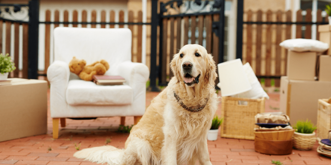 Best Home Choices while Renting with Pets