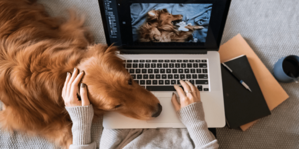 Renting With Pets in Canada Hidden Costs and Provincial Laws