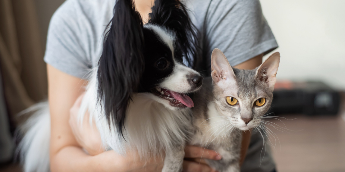 Restrictions while Renting with Pets