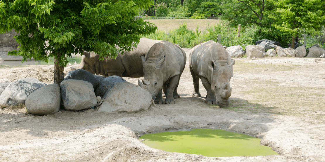 things to do in Toronto Zoo