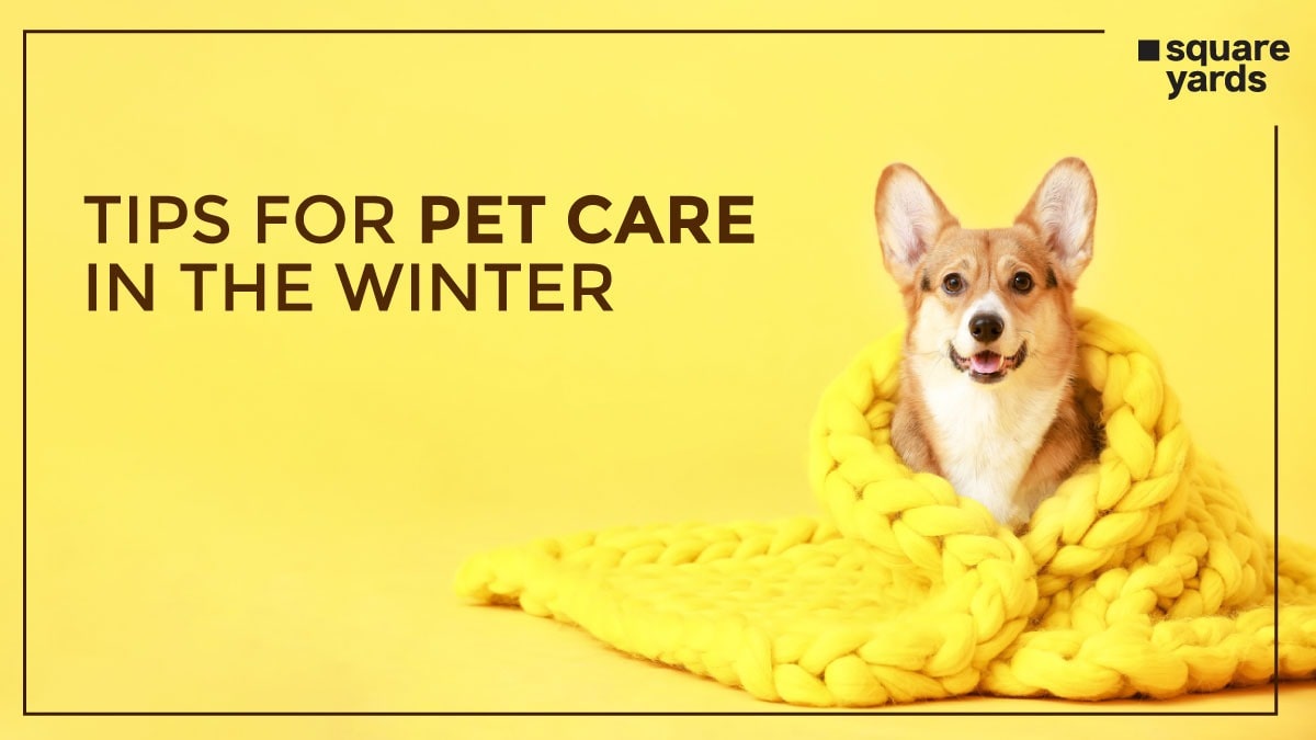 pet care in winter