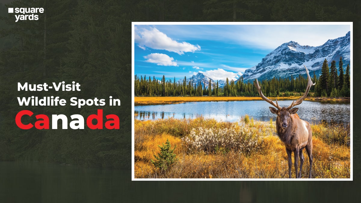 Wildlife Spots to see canadian animals