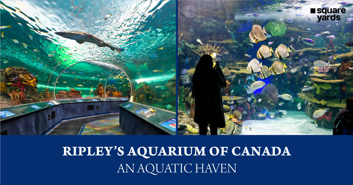Experience marine life at the Ripley’s Aquarium of Canada. Experience marine life at the Ripley’s Aquarium of Canada.