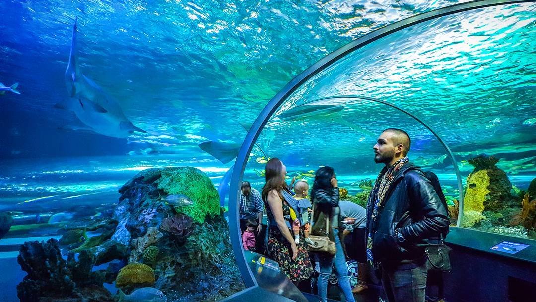 Unique Experiences Ripley’s Aquarium of Canada
