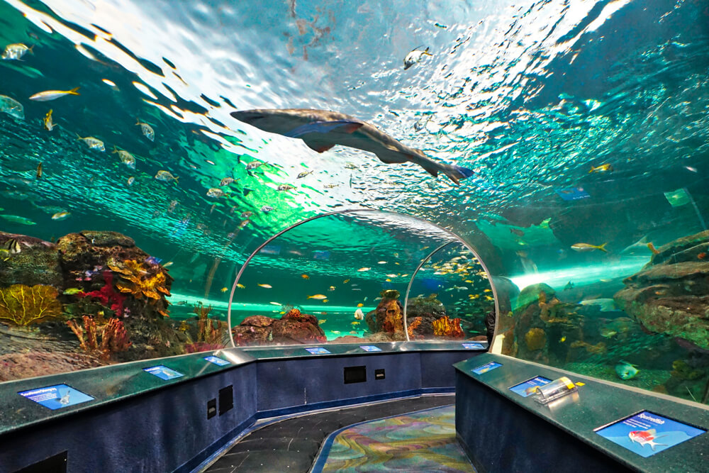 Go Underwater at Ripley’s Aquarium