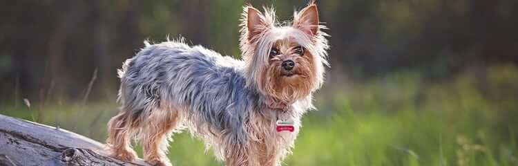 Yorkshire Terrier Canine Companions for Renters in Canada